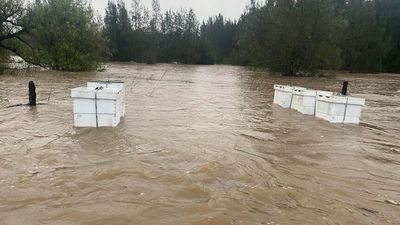 Flooding washes away Josh Johnson's beehives outside varroa eradication zone