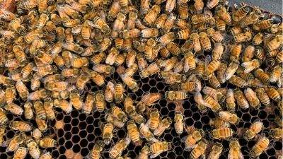 Victoria restricts bee movement into Sunraysia as NSW varroa mite outbreak worsens