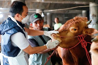 Foot and mouth disease casts shadow over Eid festival in Indonesia
