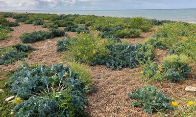 Country diary: A profusion of poppies on Chesil Beach