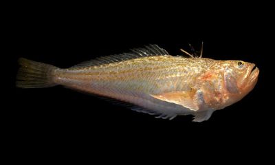 Specieswatch: why the spiky lesser weaver fish is heading north
