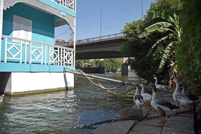 Cairo's historic Nile River houseboats removed in govt push