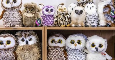 Adorable baby owl blends in with cuddly toys at West Lothian bird sanctuary