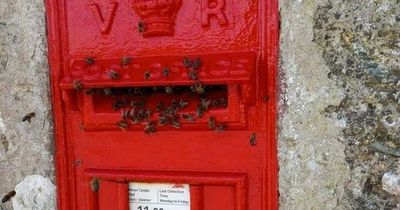 Thousands of bees stop mail being delivered after taking over post box