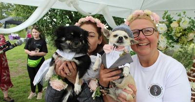 Chihuahuas tie the knot in wedding with eight-tier cake and 90 dog guests