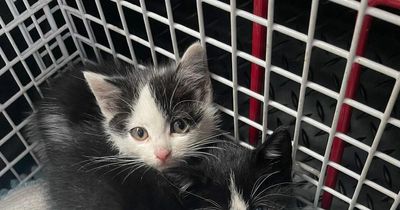 Kitten found dead after litter of four dumped by Forth and Clyde Canal
