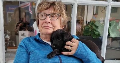Heartbroken grandma left with £750 bill as puppy dies days after being brought home