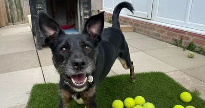 Dog obsessed with tennis balls is searching for home ahead of Wimbledon final