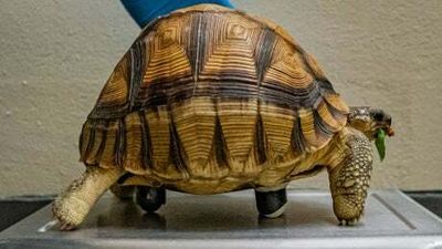 A three-legged tortoise fitted with rollers could help save his endangered species