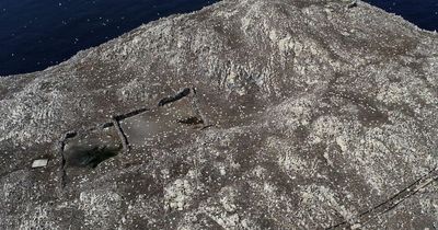 Bird flu wipes through gannet colony off Scots coast as pictures show devastating impact of virus