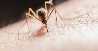 21-year-old woman died days after being bitten by mosquito