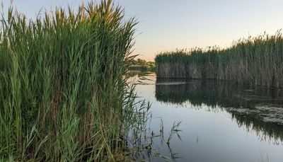 Disappearing at Mazonia on annual escape, rewarded with largemouth bass on topwater