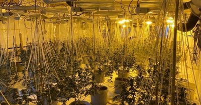 Abandoned Boots store raided by cops who find giant cannabis factory inside