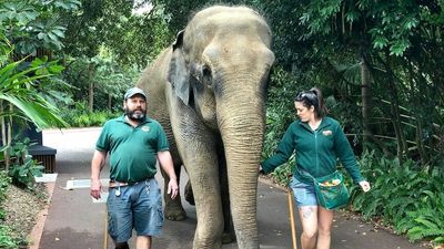 Perth Zoo matriarch Tricia the elephant dies aged 65