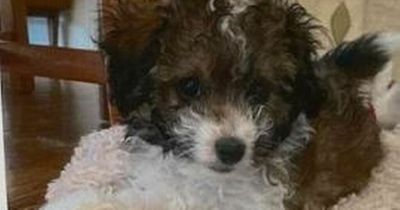 Woman's advert for dog sitter branded outrageous over £2.35 an hour wage