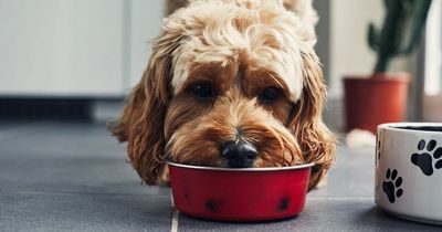 Full list of Mars pet food brands disappearing from Tesco shelves amid price row