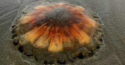 Swarms of jellyfish with nasty stings washing up on UK beaches as temperatures rise