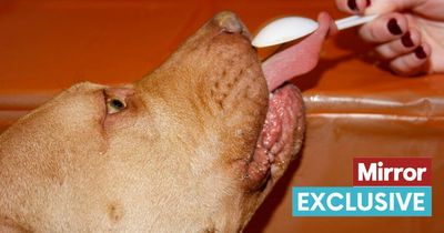 Expert warns dog owners of dangerous peanut butter TikTok trend