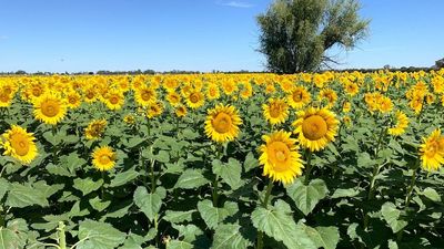 Townsville beekeepers plant sunflowers to help keep war in Ukraine on people's minds