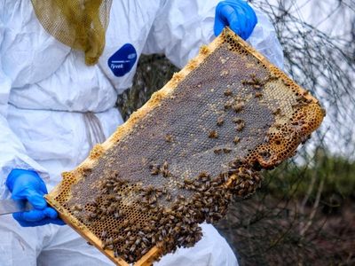 15m bees dead in NSW as varroa spreads