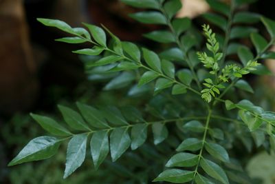 On growing the curry leaf plant