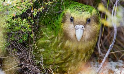 New Zealand to embark on world’s largest feral predator eradication