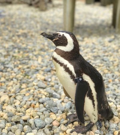 Oldest Magellanic penguin at San Francisco Zoo dies at 40