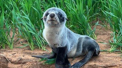 Juvenile seal found in a South Australian wheat crop, almost 3km from nearest beach