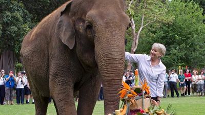 Tributes flow for Perth Zoo's beloved elephant, Tricia, who died aged 65