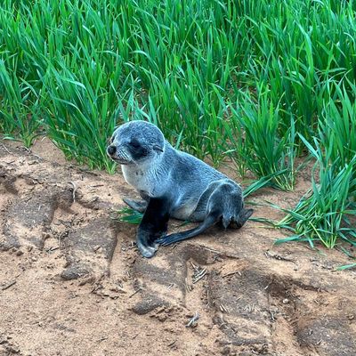 Far from home: farmer in South Australia finds baby seal in wheat crop 3km from ocean