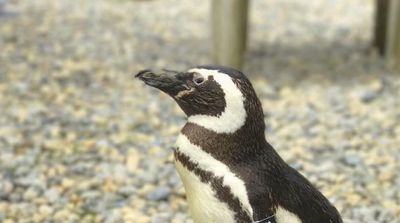 Oldest Magellanic Penguin at San Francisco Zoo Dies at 40