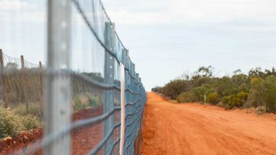 Plans to extend wild dog fence along NSW, SA and QLD borders delayed again due to complicated approval process