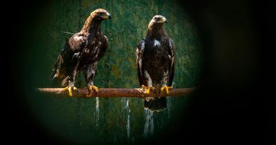 South of Scotland Golden Eagle Project wins top award