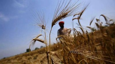 Govt puts in place new approval framework for wheat flour exports