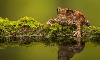 Scientists puzzled by toads squatting in dormouse nests high in trees