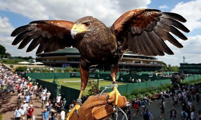 A hawk-eye on Centre Court! A day with Wimbledon’s star pigeon-chaser