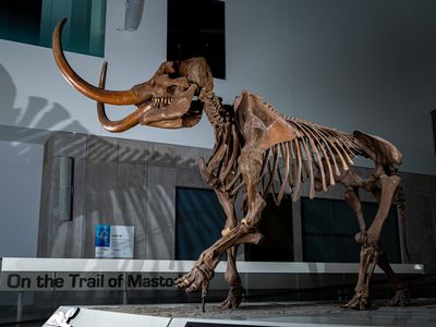 The story of Fred the mastodon, who died looking for love
