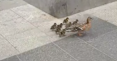 Adorable moment family of ducks cross busy Sauchiehall Street road captured on camera