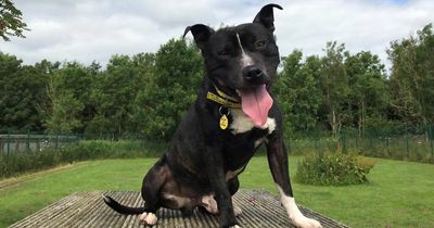 Friendly young dog's home appeal
