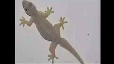 Lizard in midday meal: 14 students taken ill, 8 teachers removed in Rajasthan