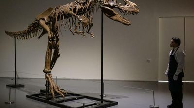 Gorgosaurus Tipped to Fetch $8 Mn at New York Auction