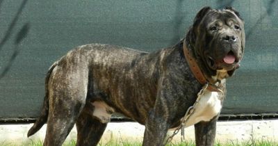 'Devil dog' destroyed weeks after mauling boy in Dublin