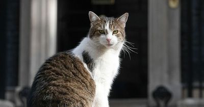 Who owns Larry the Cat – and what happens to Downing Street's Chief Mouser now?