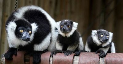 Endangered lemur pups born at Scots safari park 'full of energy' as they play with mum