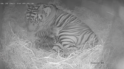 Three critically endangered Sumatran tiger cubs born at London Zoo