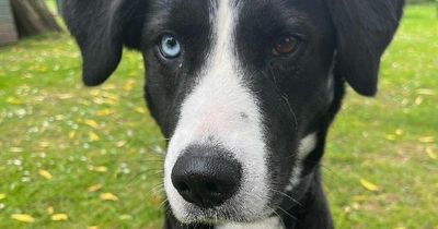 Adorable dog with eyes like David Bowie is in desperate need of new home