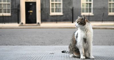 Who does Larry the Downing Street cat belong to?