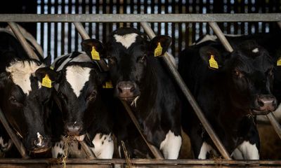 UK dairy farmers warn of price rises amid chronic staff shortages