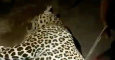 Leopard mauls boy, 4, to death after dragging child 500 metres into woods
