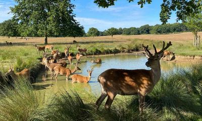 UK heatwave: health alert issued as highs of mid-30Cs forecast